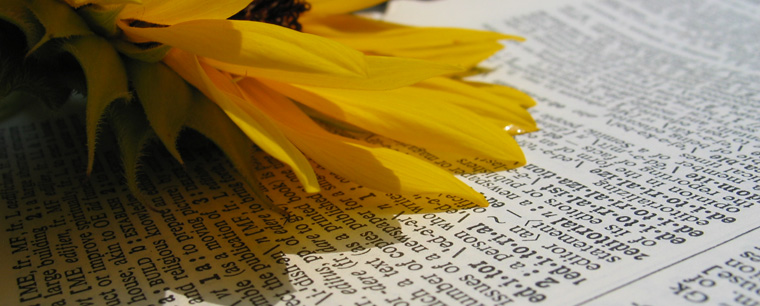 A sunflower resting on an open dictionary